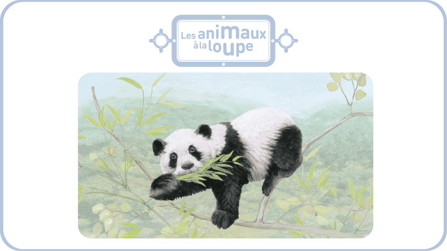 Panda mangeant des feuilles de bambou, image extraite d'un épisode des Animaux à la loupe, une série Bayard proposée sur Tikino