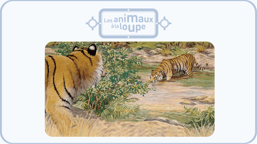 Deux tigres au bord d'une rivière, l'un s'abreuvant, image extraite d'un épisode des Animaux à la loupe, une série Bayard proposée sur Tikino