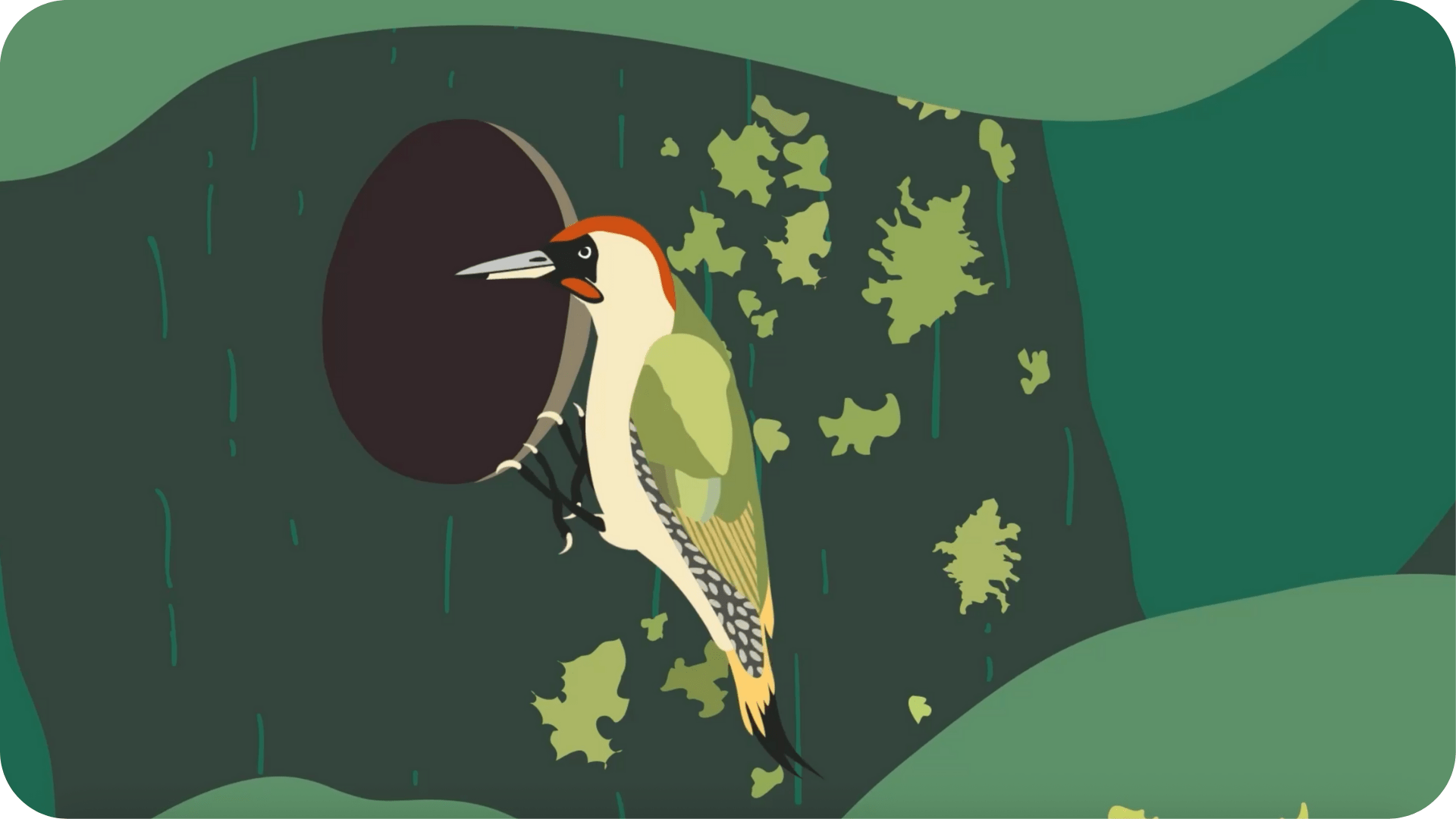 Enquête de nature : Les secrets de la forêt - Tikino