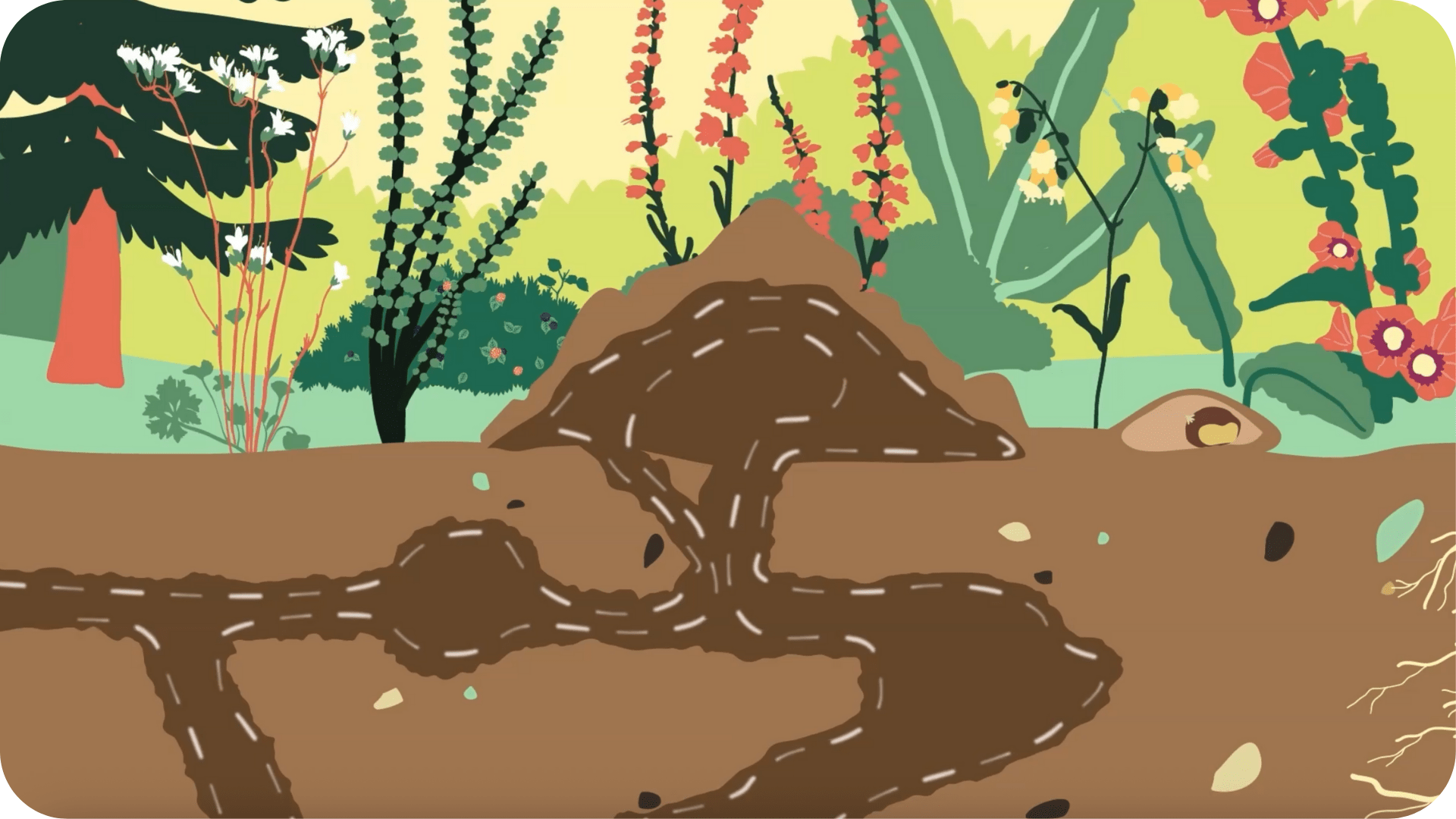 Enquête de nature : Les secrets de la forêt - Tikino