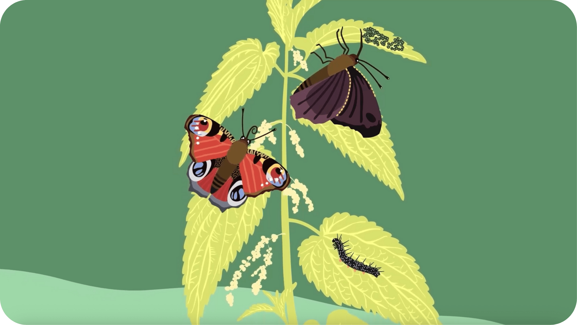 Enquête de nature : Les secrets de la forêt - Tikino