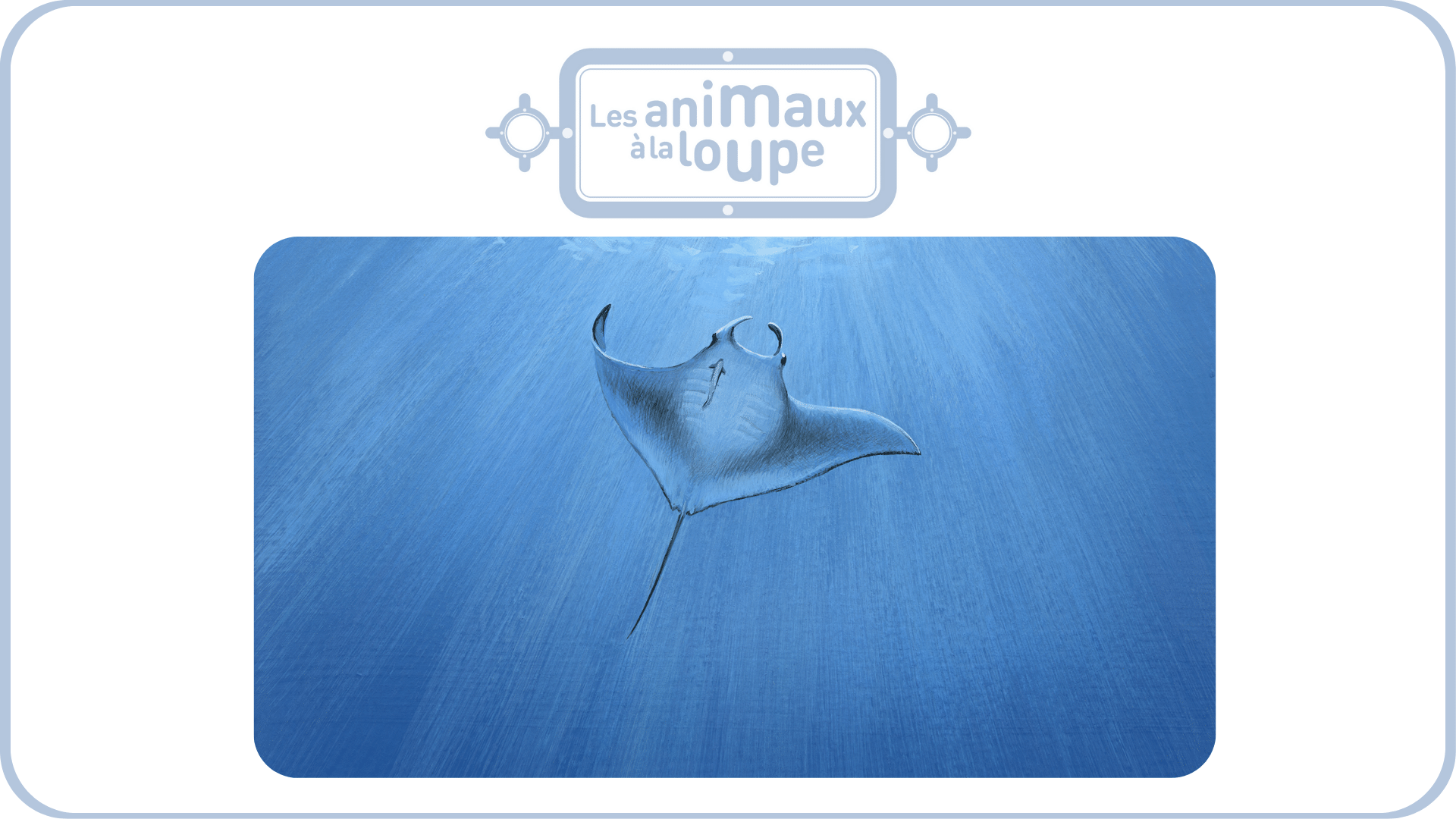 Les animaux à la loupe - vol 2 - Tikino