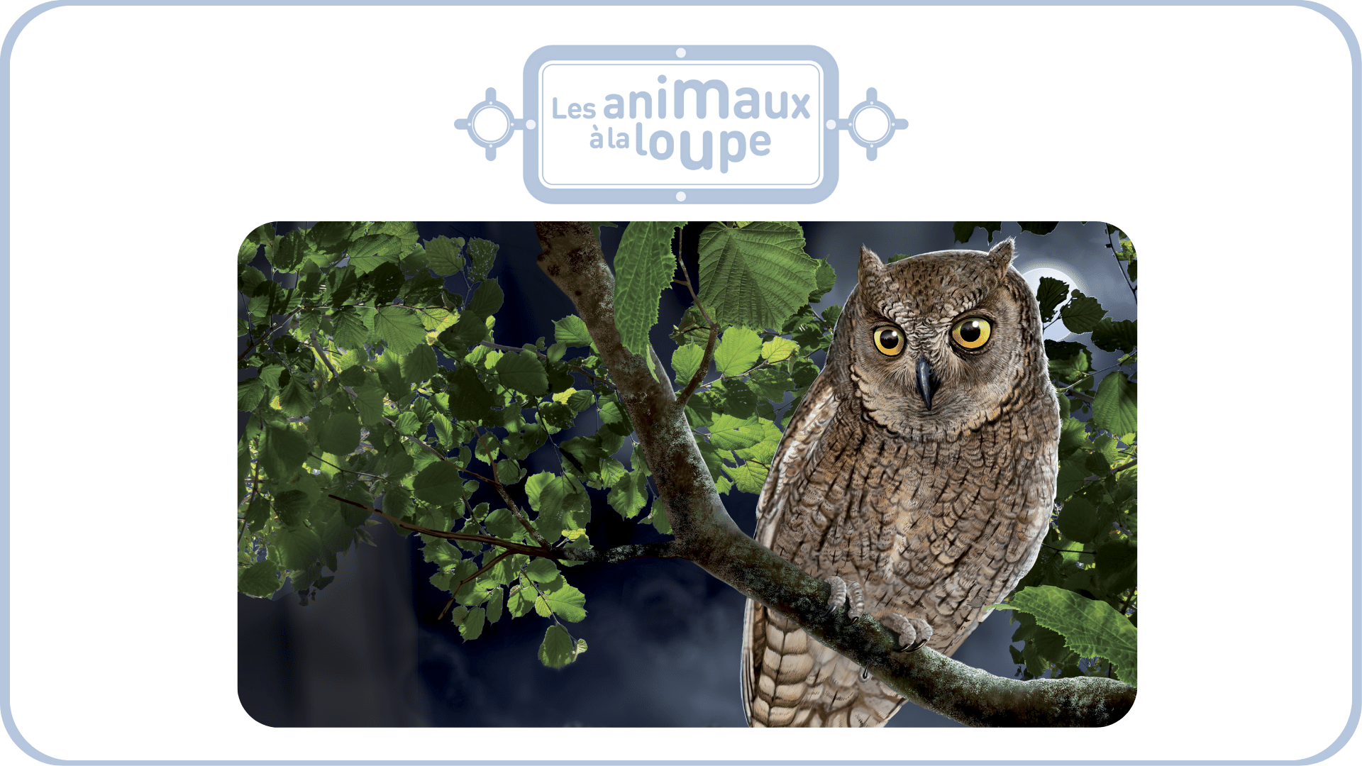 Les animaux à la loupe - vol 2 - Tikino