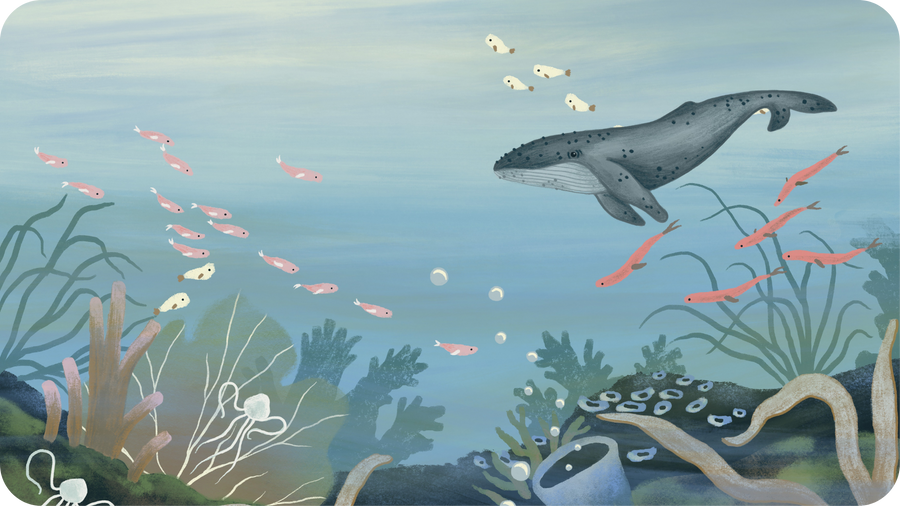 Baleine et poissons sous la mer illustration de Miren Asiain Lora pour les Berceuses Classiques de Tikino