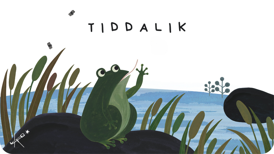 Grenouille au bord du lac illustration de Mikyo Noh pour Tiddalik conte aborigène revisité par Tikino